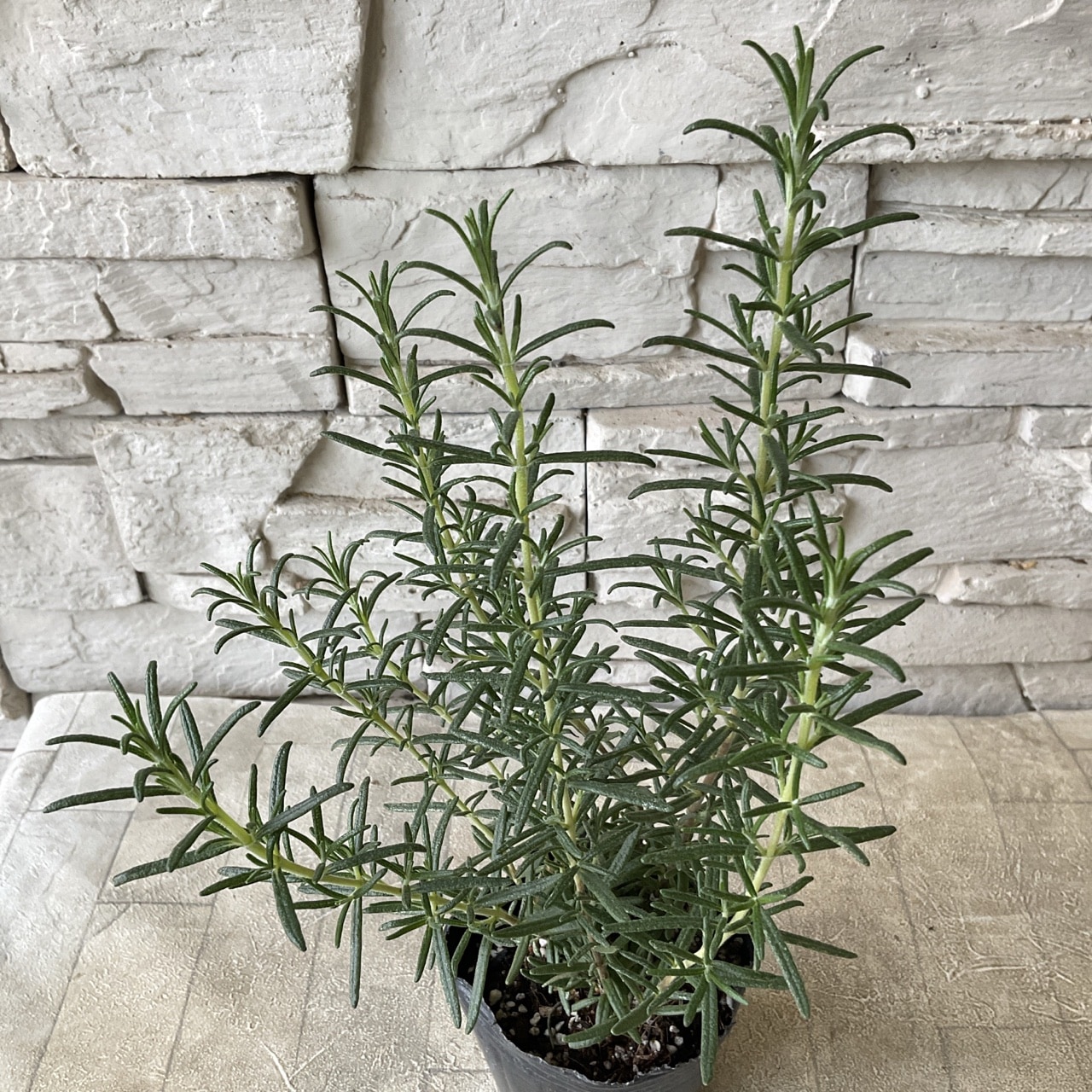 M9　ハーブ　ローズマリー　新芽カット枝100本以上　ネコポス M9 ハーブ ローズマリー 新芽カット枝100本以上 ネコポス - メルカリ