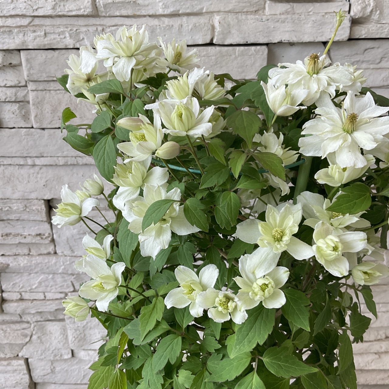 SALE】クレマチス モンタナ グリーンアイス 6寸鉢 4180円→2900円