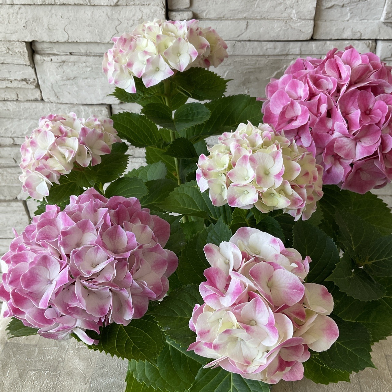 母の日ギフト】【ラッピング・化粧箱付き】紫陽花 ハイドランジア