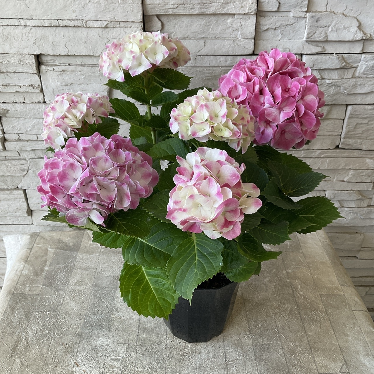 母の日ギフト】【ラッピング・化粧箱付き】紫陽花