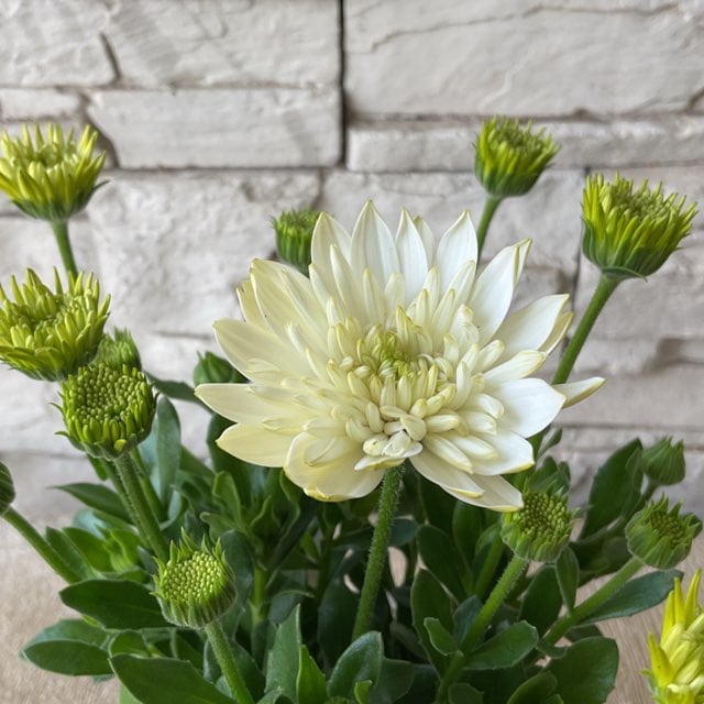 オステオスペルマム❤3苗抜き苗