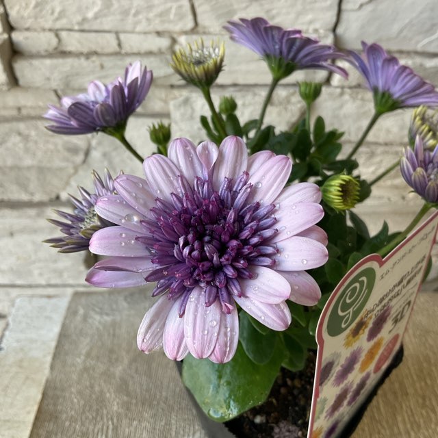 オステオスペルマム 3D 選べる♪3色 | 鉢花・花苗 | 橋本種苗園