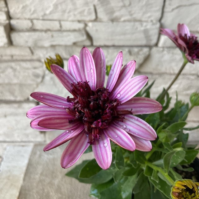 オステオスペルマム 3D 選べる♪3色 | 鉢花・花苗 | 橋本種苗園