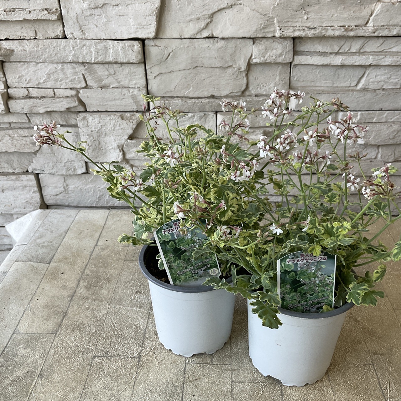 斑入り ナツメグゼラニウム 3.5寸鉢 | 鉢花・花苗 | 橋本種苗園