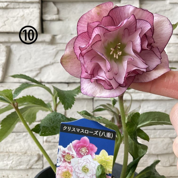 八重咲きクリスマスローズ 4寸鉢 選べる10種 | 鉢花・花苗 | 橋本種苗