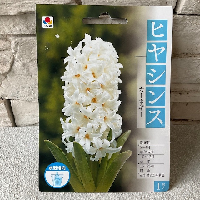 ヒヤシンス様 球根】ヒヤシンス 選べる♪7色 タキイ | 球根 | 橋本種苗園オンライン