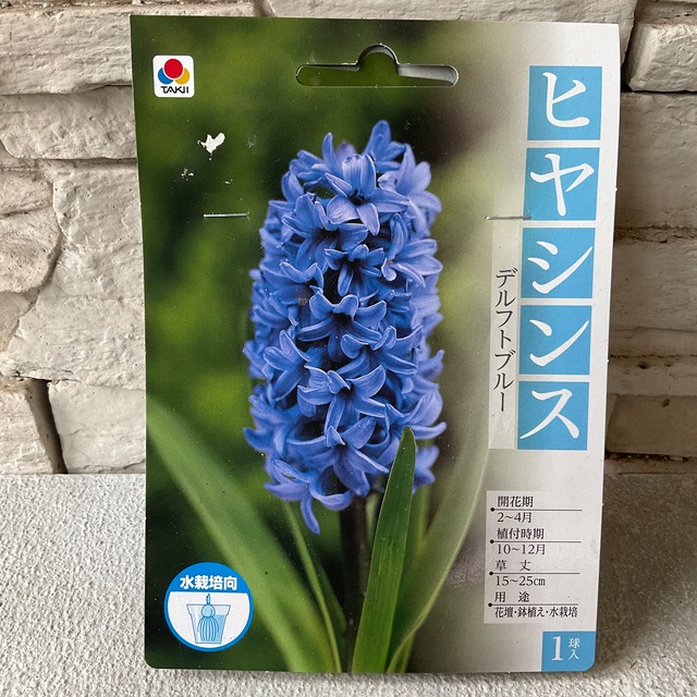 球根】ヒヤシンス 選べる♪7色 タキイ | 球根 | 橋本種苗園オンライン