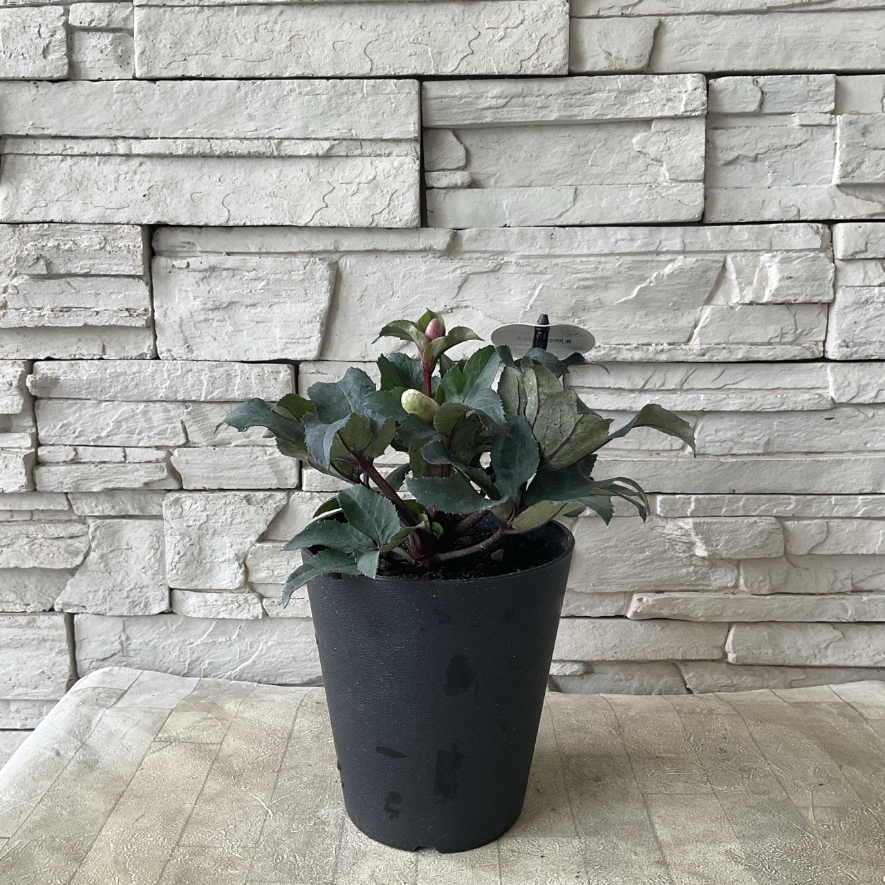 クリスマスローズ ピンクフロスト 5寸鉢 | 鉢花・花苗 | 橋本種苗園