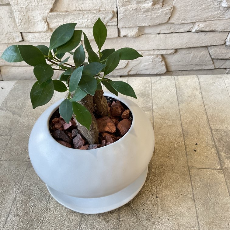 Yデコジャリ　5kg  選べる8色♪