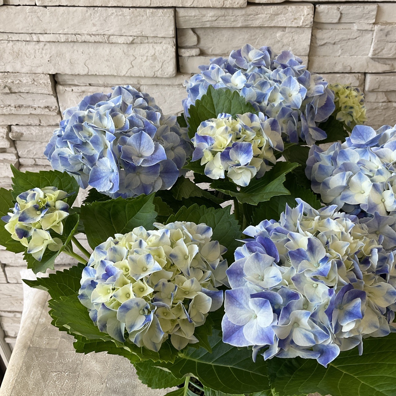 見切品 花数が少ない・秋色に変化】紫陽花 ハイドランジア 見切品 花数が少ない・秋色に変化】紫陽花 ハイドランジア