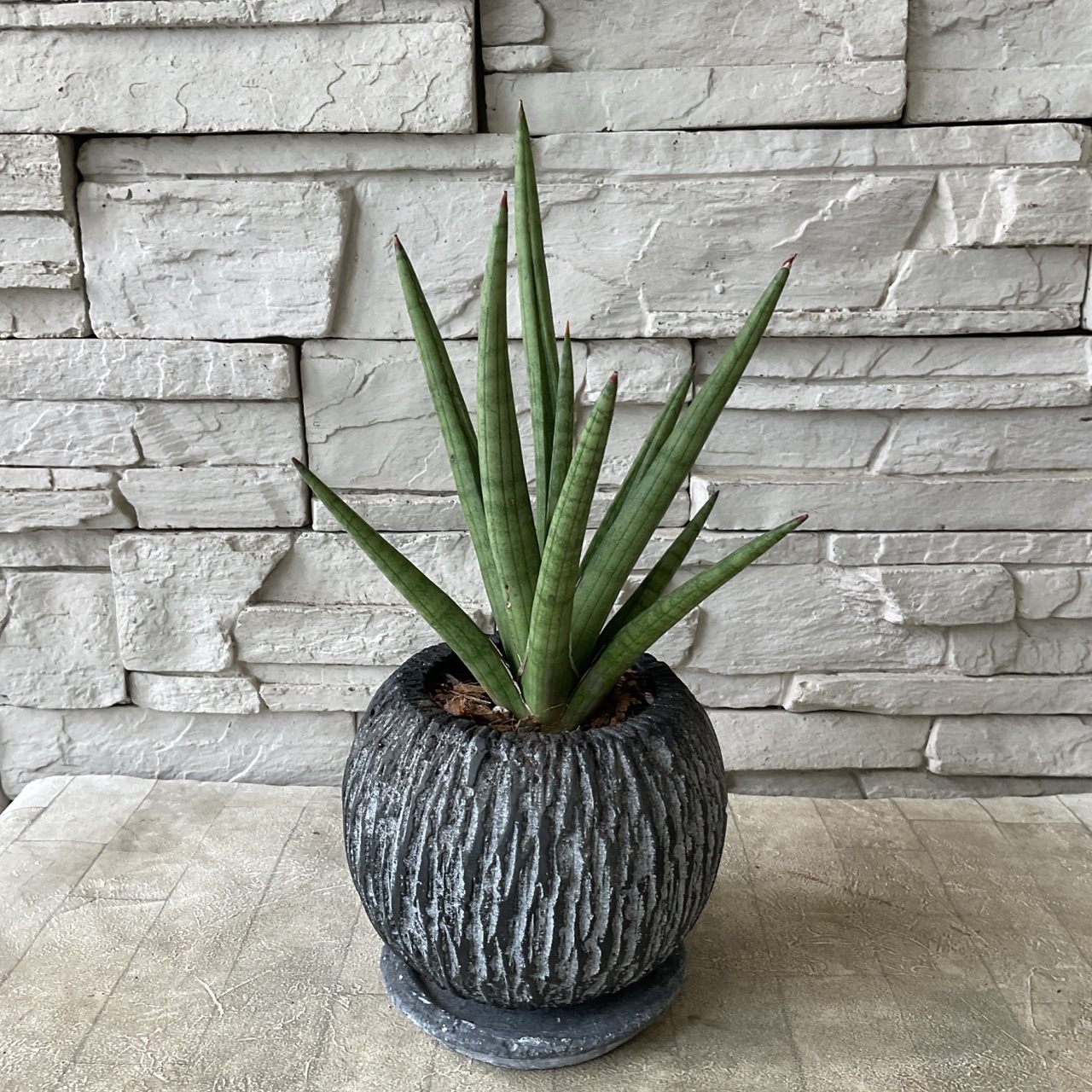 サンスベリア　ボブ　（鉢植え）受け皿付き 4寸鉢