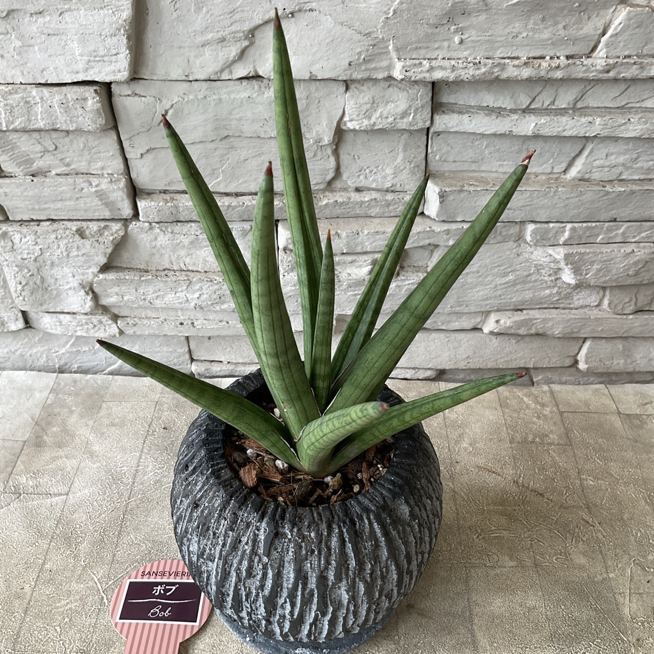 サンスベリア　ボブ　（鉢植え）受け皿付き 4寸鉢