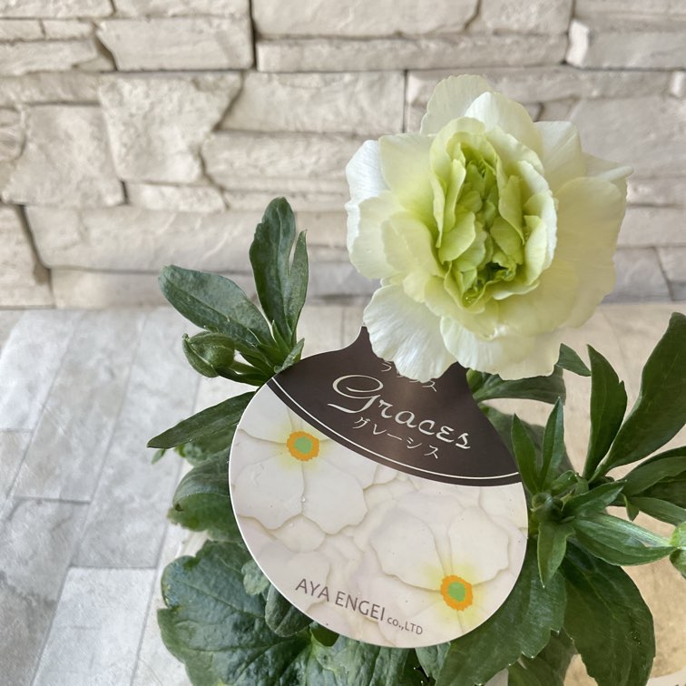 ラナンキュラス ラックス 4.5寸ポット 選べる9種 | 鉢花・花苗 | 橋本