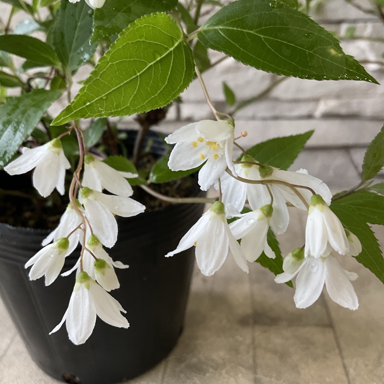 姫ウツギ 4寸ポット | 鉢花・花苗 | 橋本種苗園オンラインストア