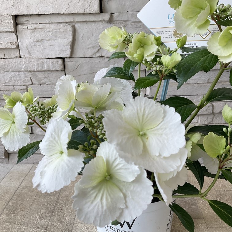 アジサイ　ラグランジアン　ブライダルシャワー　鉢40*40センチ花苗木 アジサイ ラグランジアン ブライダルシャワー 鉢40*40センチ花苗木