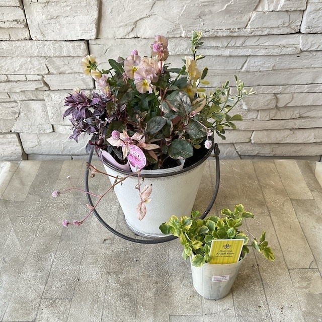 お花　寄せ植え　ビオラ ご注文の寄せ植え 鉢はお持ち込み #ストック #うえたビオラ