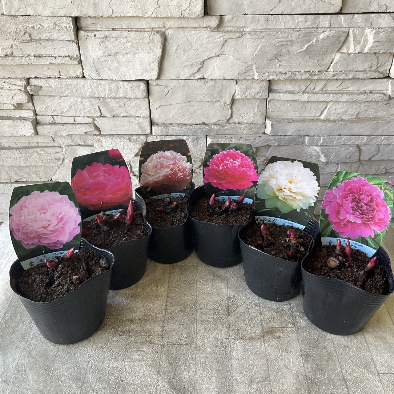 芍薬 選べる♪6種 | 鉢花・花苗 | 橋本種苗園オンラインストア