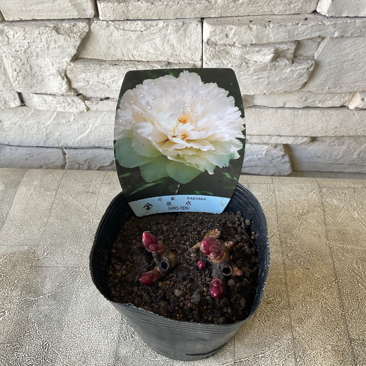 芍薬 選べる♪6種 | 鉢花・花苗 | 橋本種苗園オンラインストア