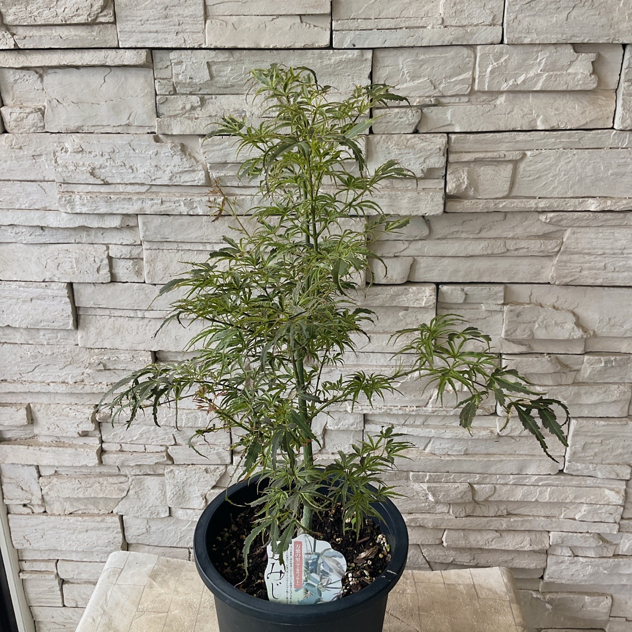 もみじ 選べる♪9種 | 鉢花・花苗 | 橋本種苗園オンラインストア