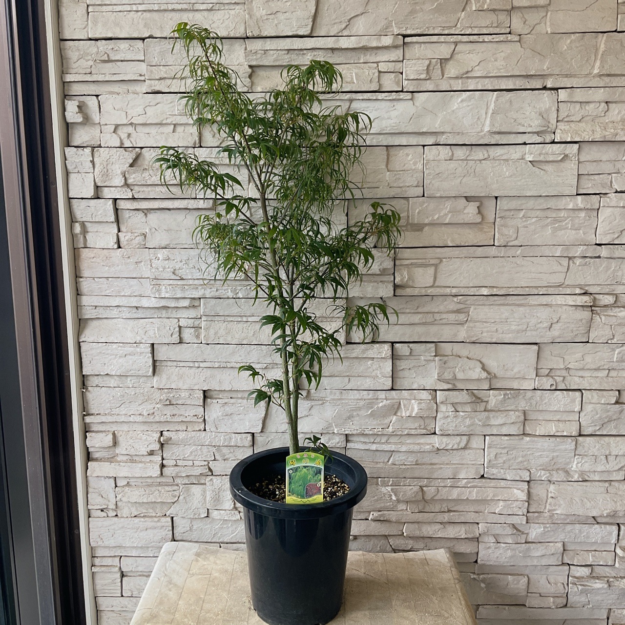 もみじ 選べる♪9種 | 鉢花・花苗 | 橋本種苗園オンラインストア