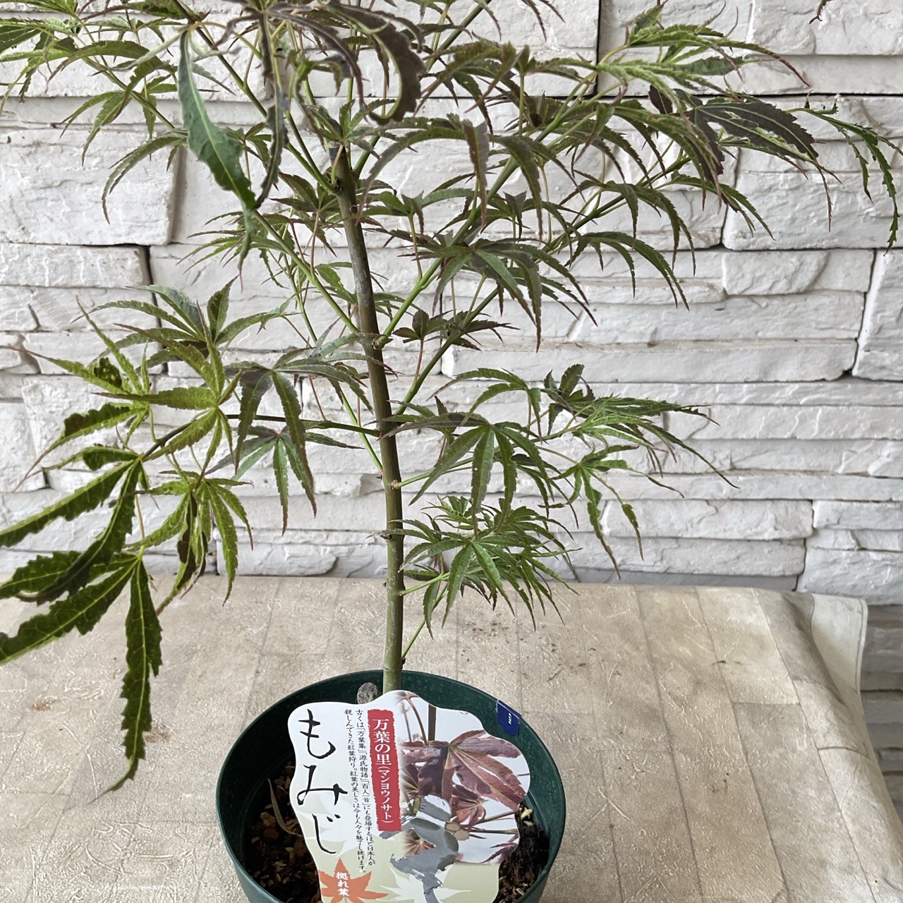 もみじ 選べる♪9種 | 鉢花・花苗 | 橋本種苗園オンラインストア