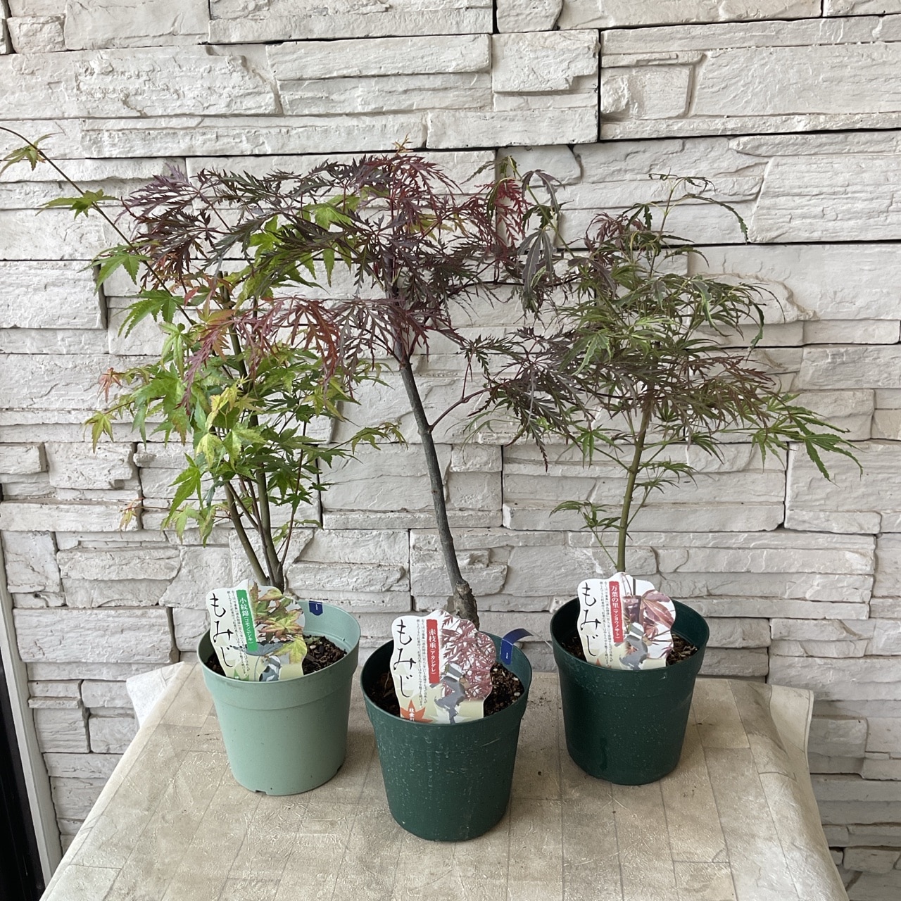 もみじ 選べる♪9種 | 鉢花・花苗 | 橋本種苗園オンラインストア