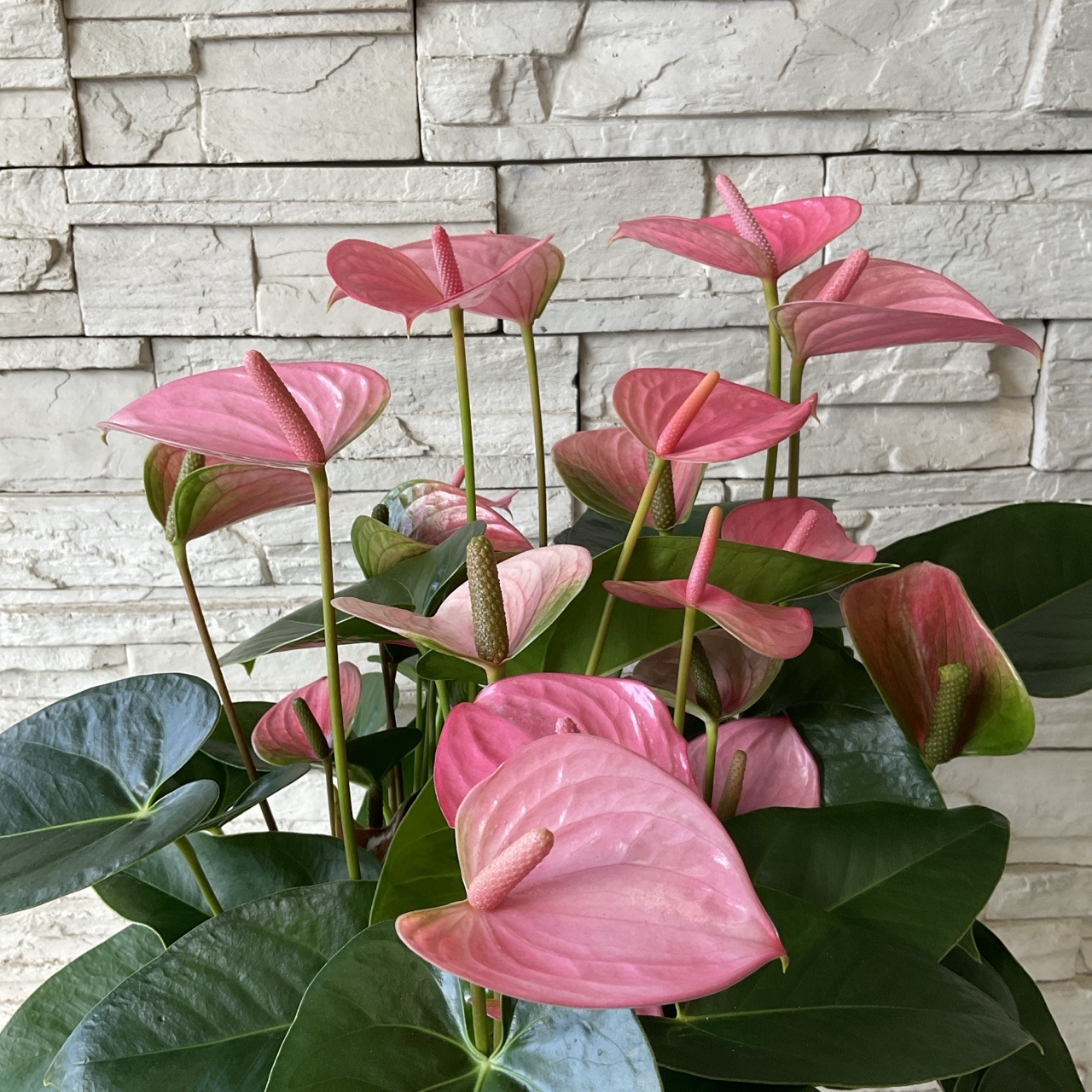 送料無料】【観葉植物】アンスリウム ピンク 9寸鉢 | 観葉植物 | 橋本