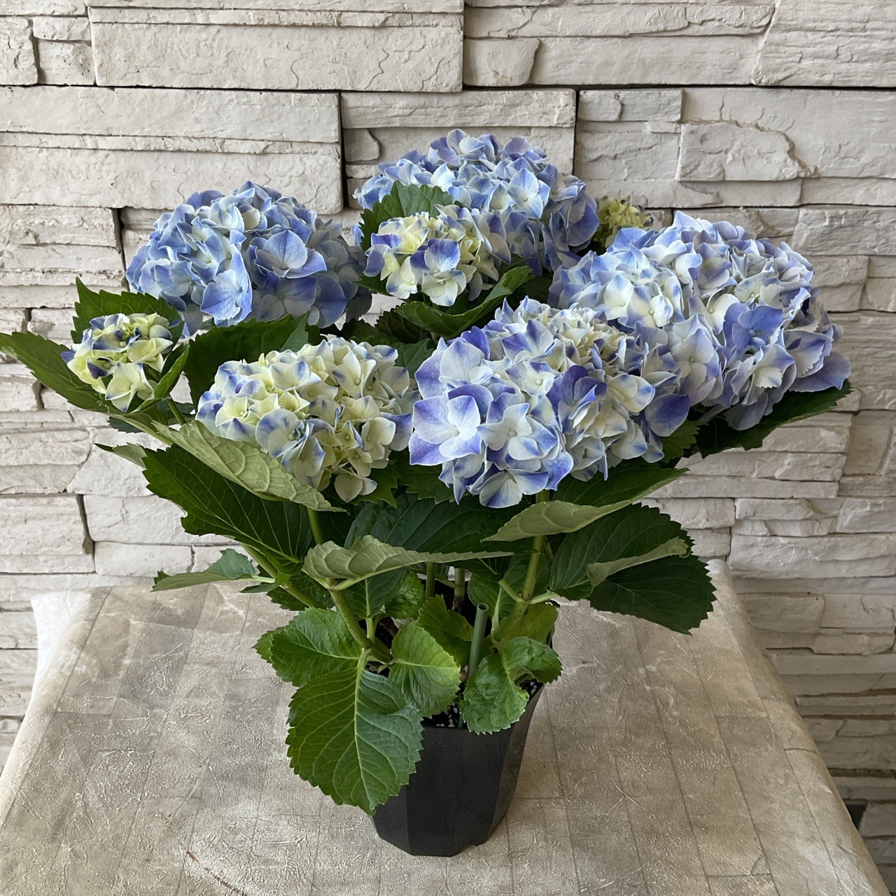 母の日ギフト】【ラッピング・化粧箱付き】紫陽花