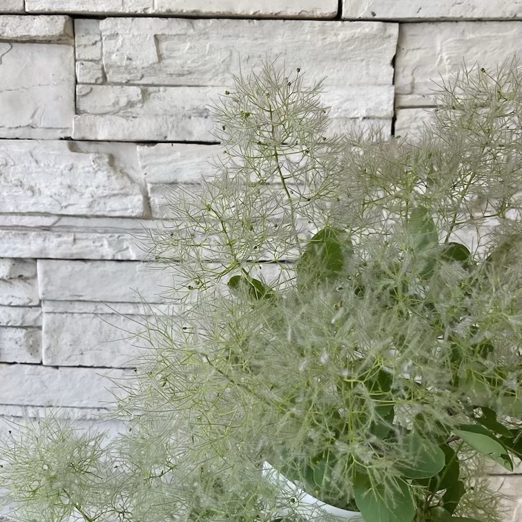 スモークツリー　白花