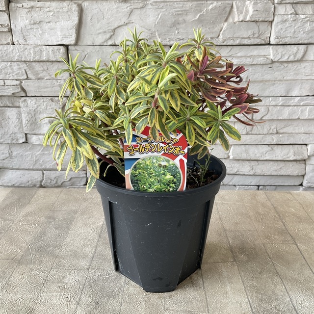 ユーフォルビア 5寸 選べる7種 | 鉢花・花苗 | 橋本種苗園オンラインストア