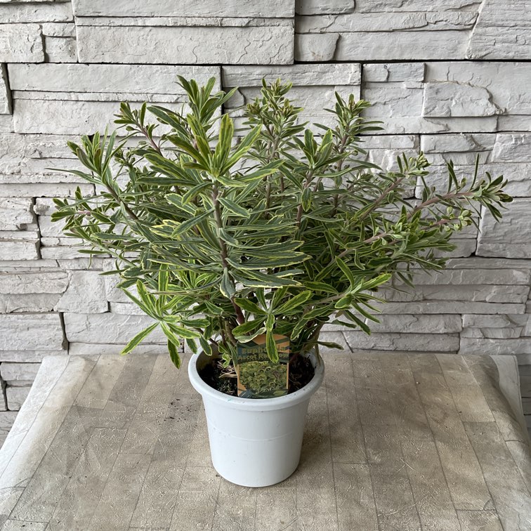 ユーフォルビア 5寸 選べる7種 | 鉢花・花苗 | 橋本種苗園オンラインストア