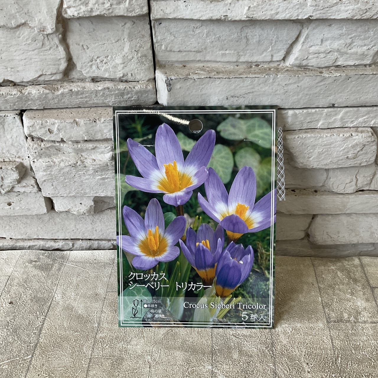 クロッカス シーベリートリカラー 5球入り | 球根 | 橋本種苗園