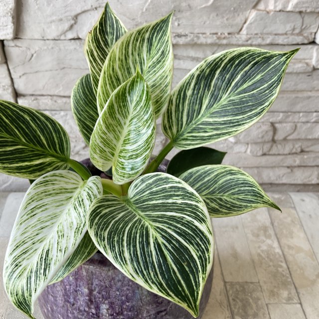 観葉植物】フィロデンドロン バーキン 紫鉢植え | すべての商品 | 橋本