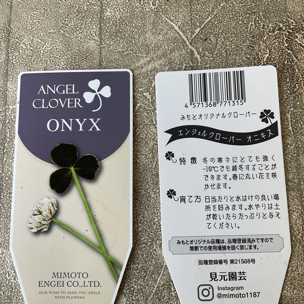 見元園芸 エンジェルクローバー 選べる♪3種 3寸ポット | 鉢花・花苗