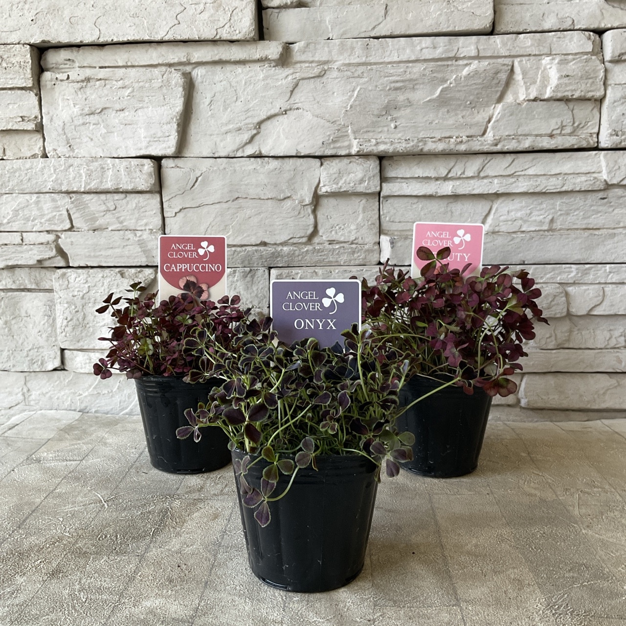 見元園芸 エンジェルクローバー 選べる♪3種 3寸ポット | 鉢花・花苗