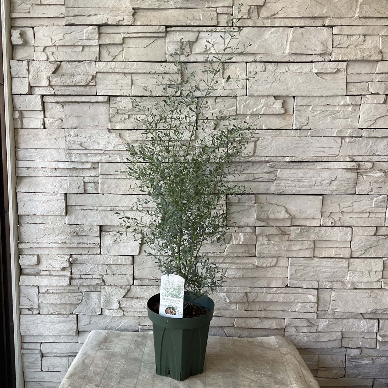 ユーカリグニー フランスブルーレンガン 6寸鉢 | 鉢花・花苗