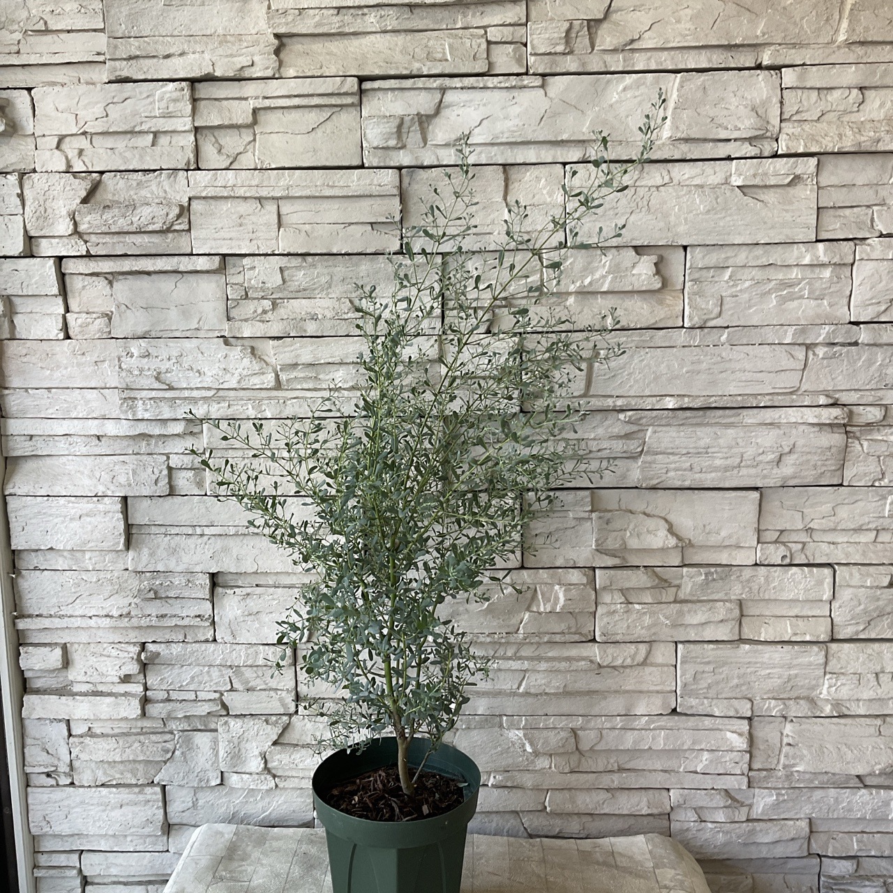 フランスブルーレンガン　大サイズ ユーカリ・グニー【フランスブルーレンガン】6号 | 日本ライン花木