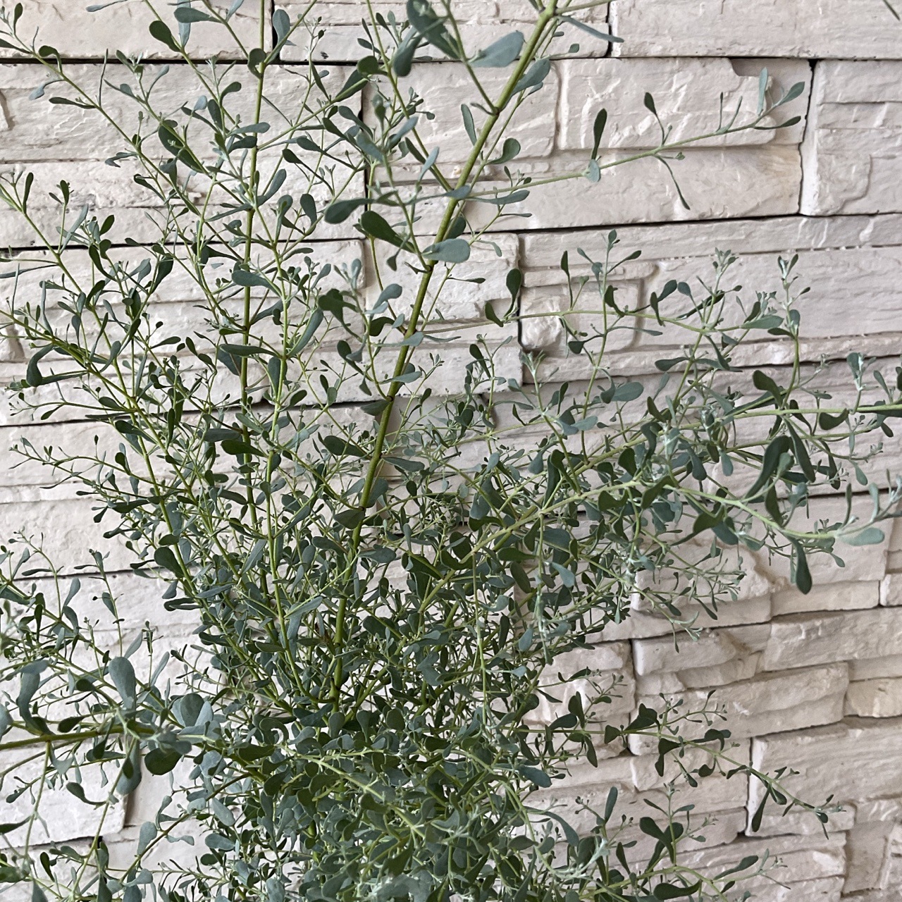 ユーカリグニー フランスブルーレンガン 6寸鉢 | 鉢花・花苗 | 橋本