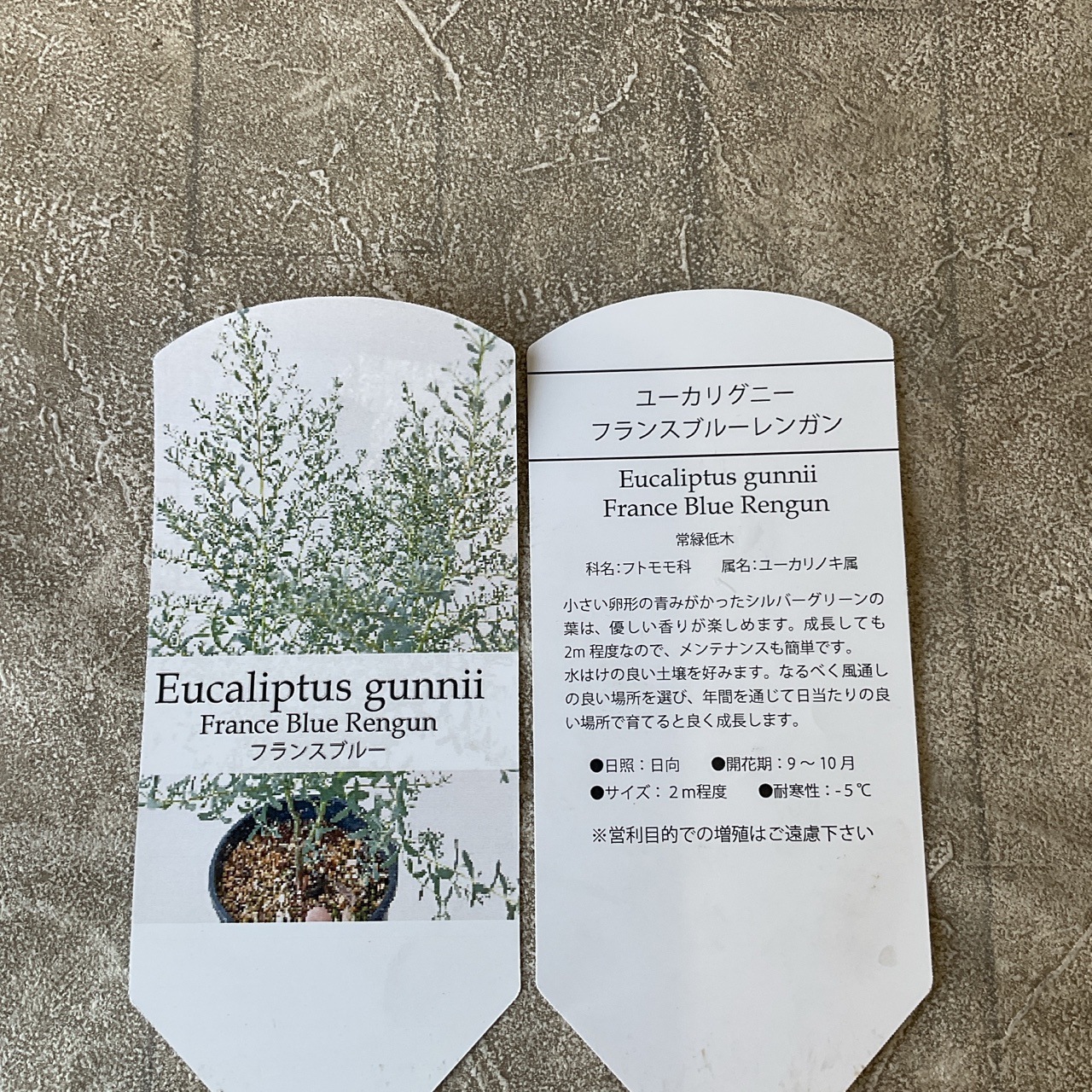 フランスブルーレンガン　/ 畑566 ユーカリグニー フランスブルーレンガン 6寸鉢 | 鉢花・花苗