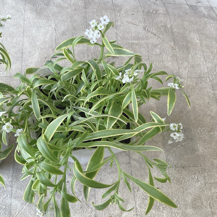 スーパーアリッサム フロスティーナイト 3.5寸ポット | 鉢花・花苗