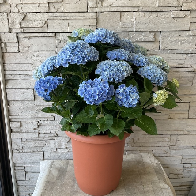 送料込み】アジサイ マジカルレボリューション ブルー 10寸鉢 | 鉢花  