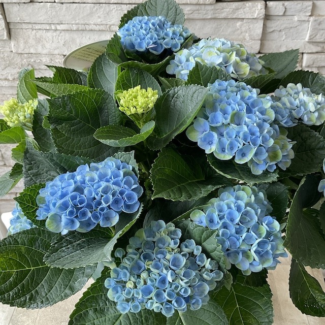 送料込み】アジサイ マジカルレボリューション ブルー 10寸鉢 | 鉢花