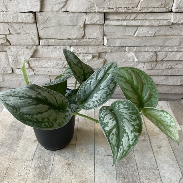 特大　流木付　スキンダプサス　6号鉢 スキンダプサス トレビー 4号鉢 | 観葉植物 | 橋本種苗園