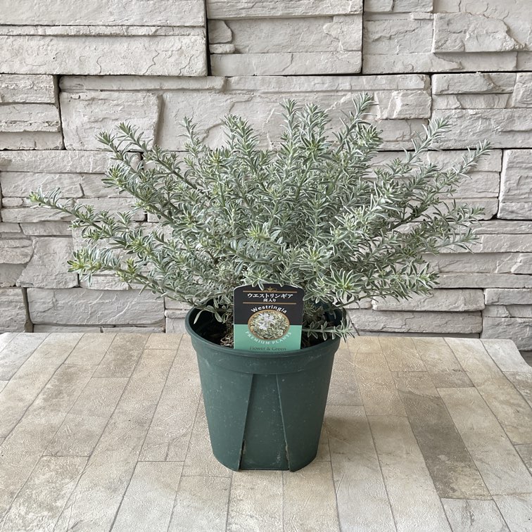 斑入り ウエストリンギア スモーキーホワイト 5個セット ウエストリンギア スモーキーホワイト 【庭木 5号ポット