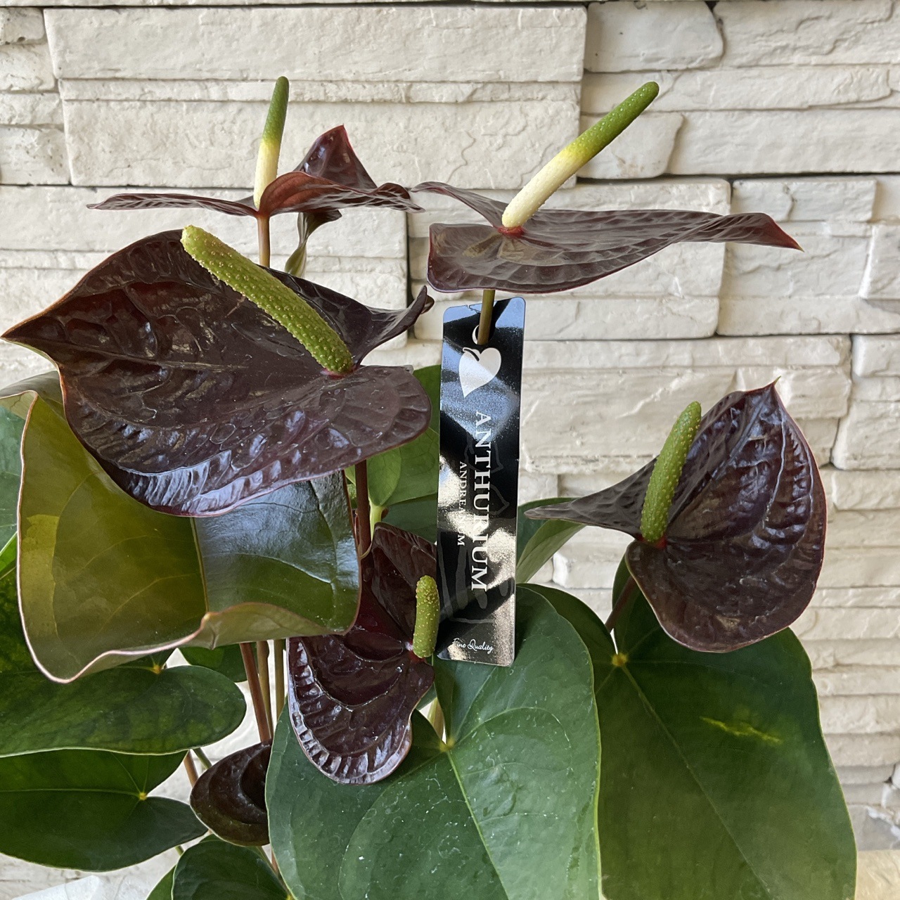 ブラック アンスリューム センプレ 5寸鉢 | 鉢花・花苗 | 橋本種苗園