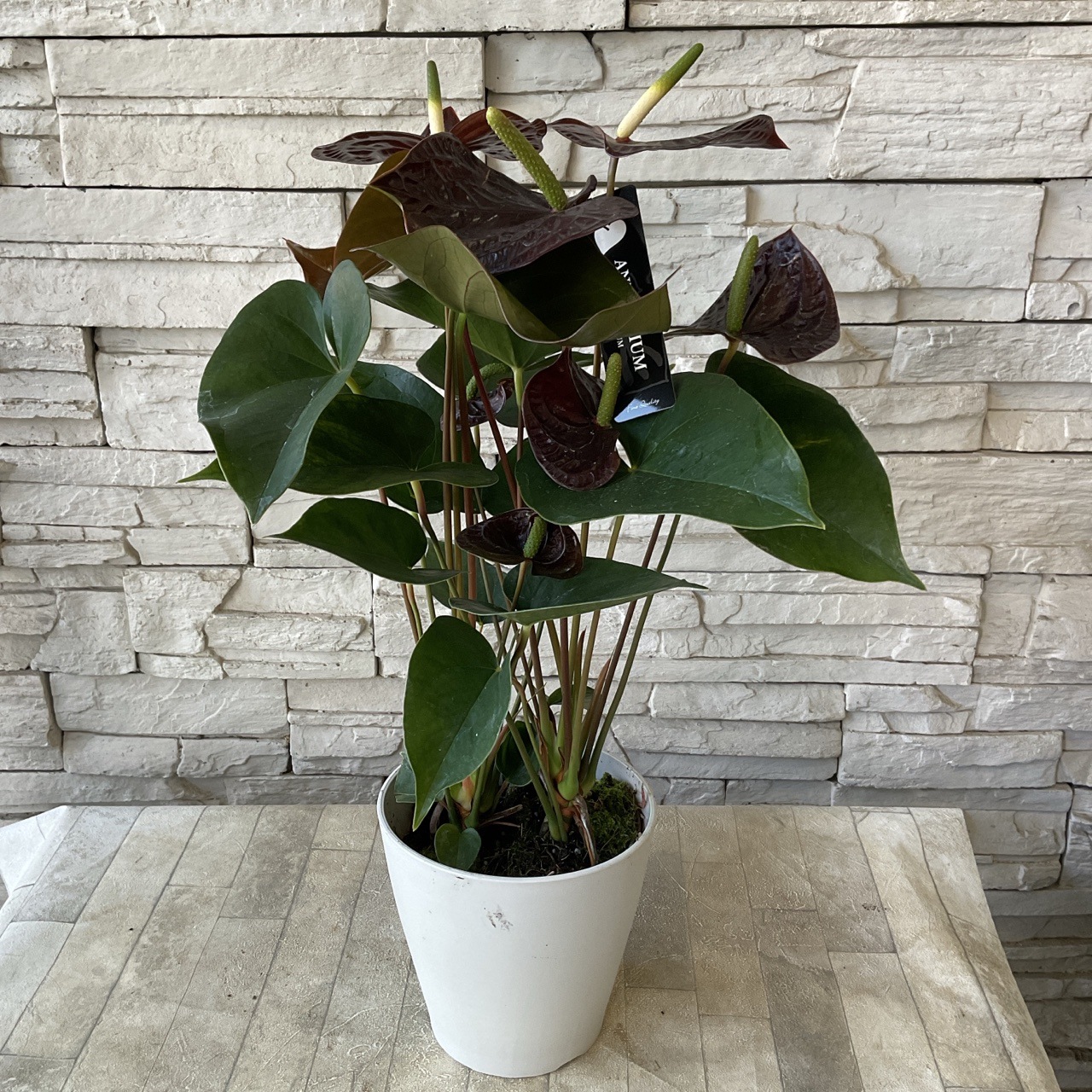 ブラック アンスリューム センプレ 5寸鉢 | 鉢花・花苗 | 橋本種苗園