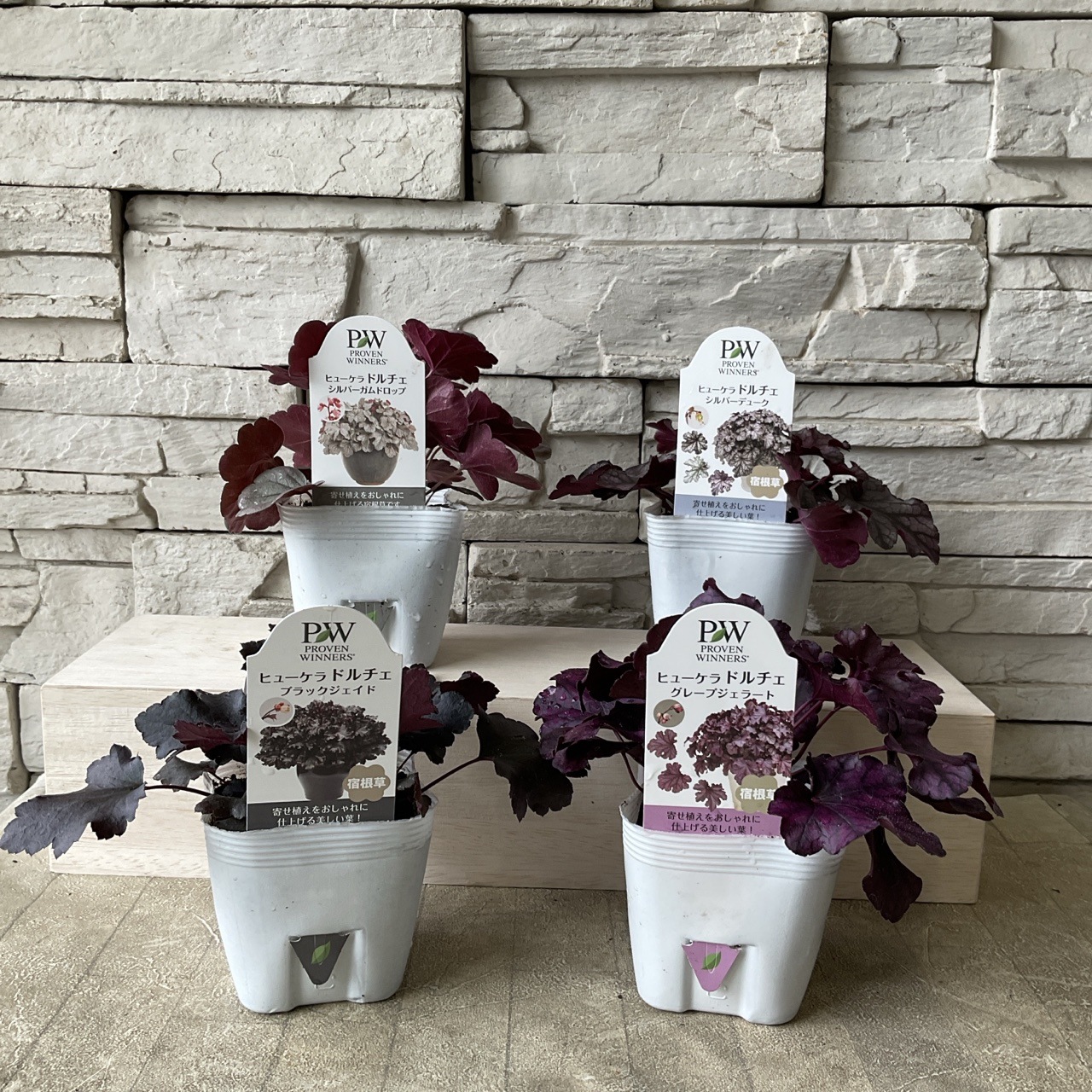 ヒューケラ ドルチェシリーズ 選べる♪4種 3.5寸ポット | 鉢花・花苗