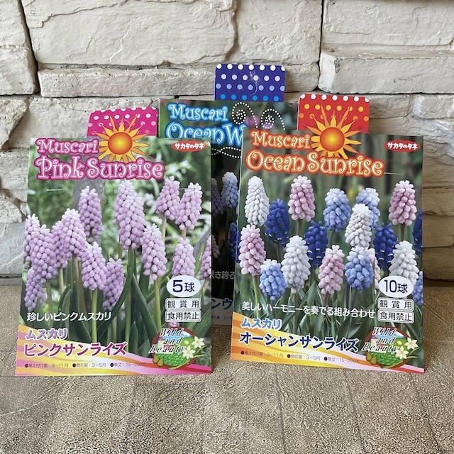 球根】ムスカリ プレミアム 選べる3色 | 球根 | 橋本種苗園オンライン
