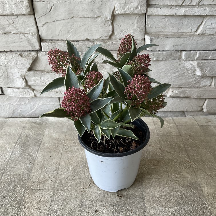 スキミア マジックマルロー 3.3寸ポット | 鉢花・花苗 | 橋本種苗園