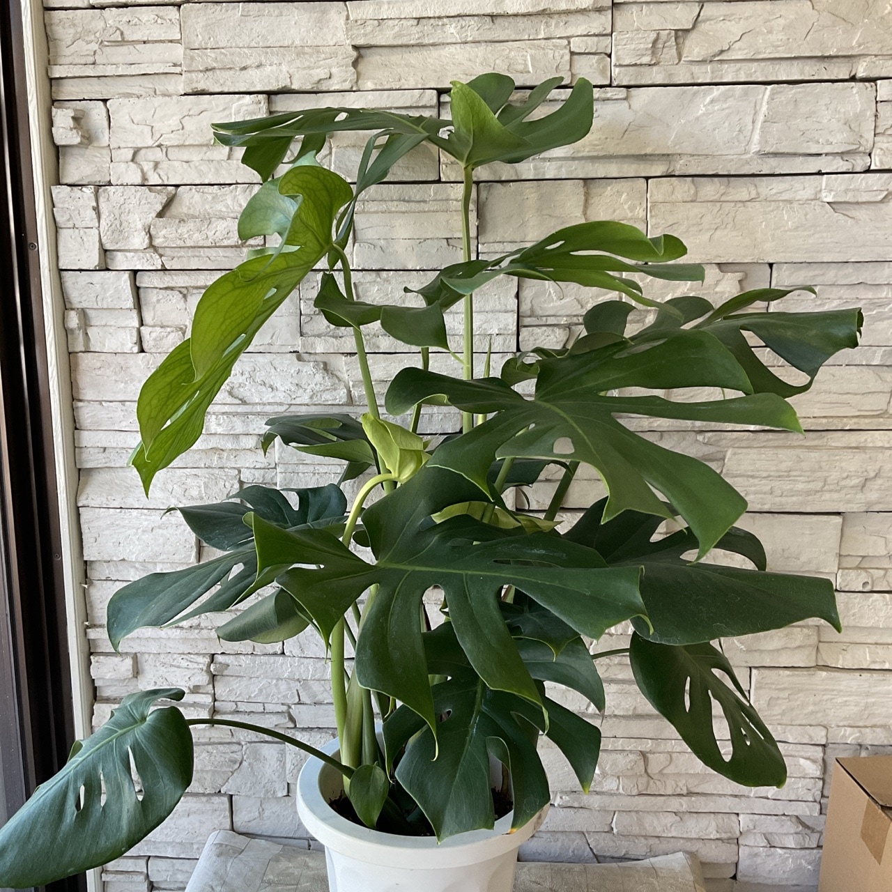 送料無料】【観葉植物】モンステラ 8寸鉢 | 観葉植物 | 橋本種苗